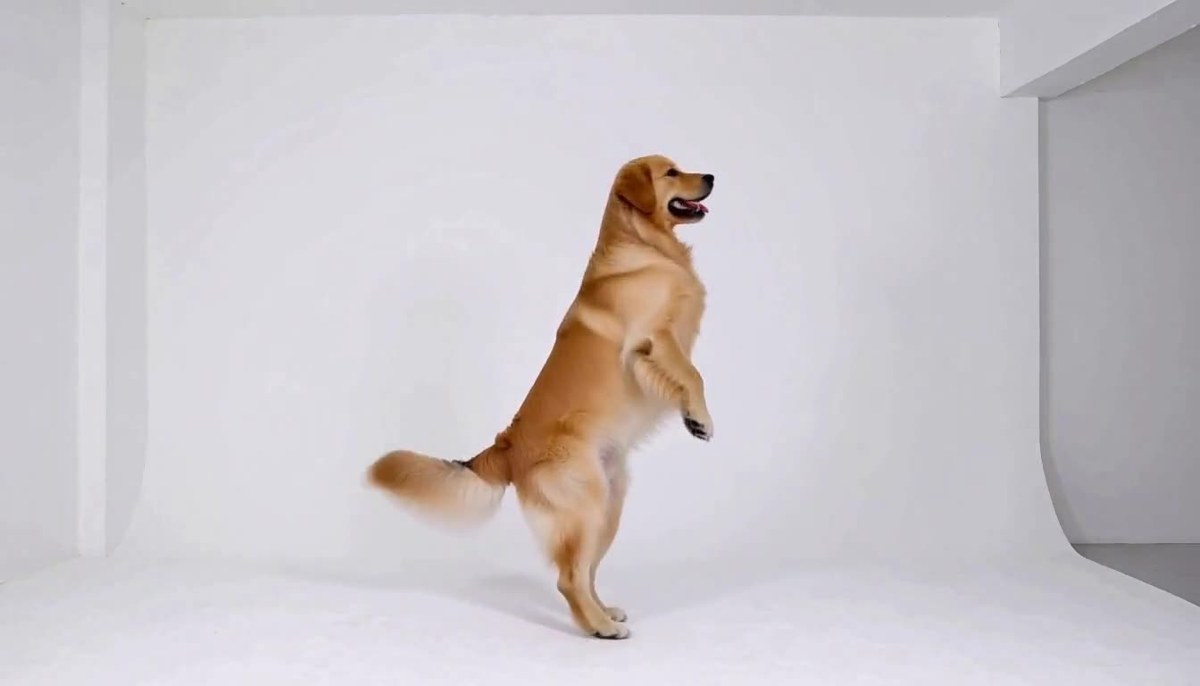 motion-test3-dog.jpg motion-test3-dog.jpg